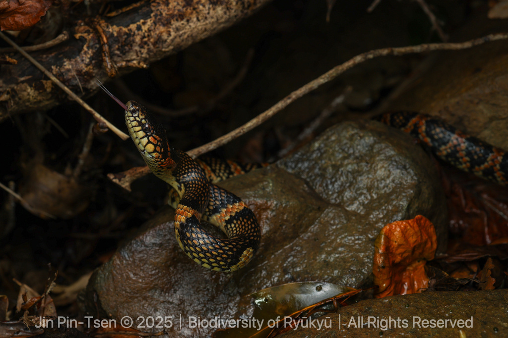Loo-Choo Big-Tooth Snake