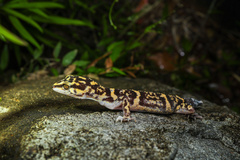 Yamashina's Ground Gecko photo 3