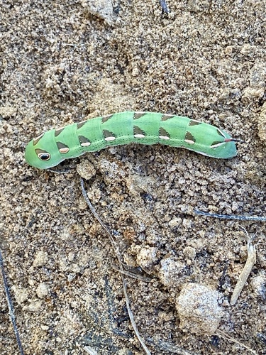 Small Verdant Hawkmoth