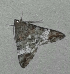 Coenipeta damonia