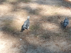 Columba livia domestica