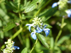 Pseudaugochlora graminea
