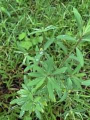 Euphorbia kraussiana