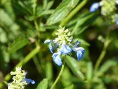 Pseudaugochlora graminea