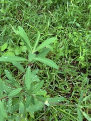 Euphorbia kraussiana
