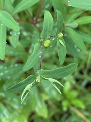 Euphorbia kraussiana