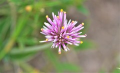 Gomphrena pulchella