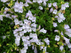 Penstemon fruticosus fruticosus