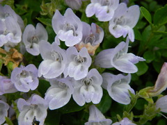 Penstemon fruticosus fruticosus