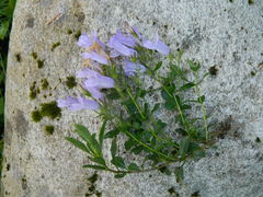 Penstemon fruticosus fruticosus