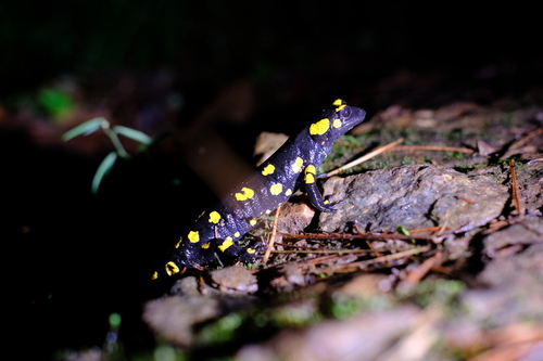 Avistamiento Salamandra común (Sierra Nevada)
