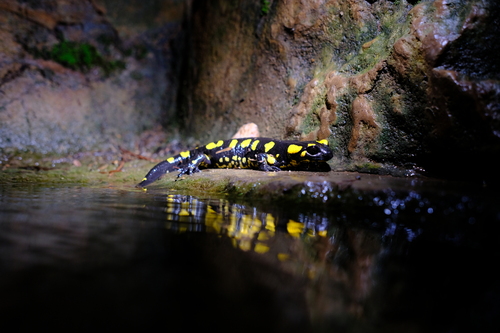 Avistamiento Salamandra común (Sierra Nevada)