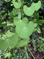 Cissampelos torulosa