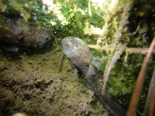 Avistamiento Salamandra común (Sierra Nevada)