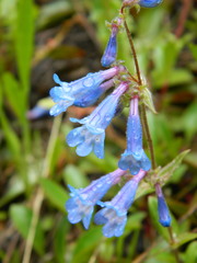 Penstemon albertinus