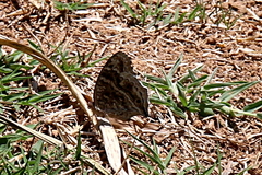 Junonia rhadama