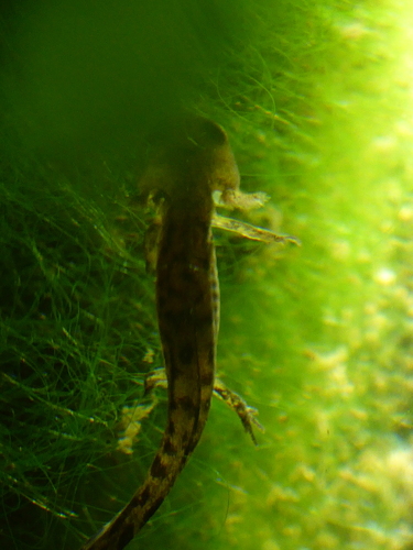 Avistamiento Salamandra común (Sierra Nevada)