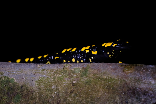 Avistamiento Salamandra común (Sierra Nevada)
