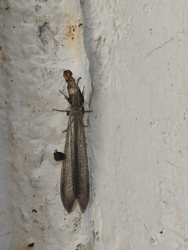 Ameromyia muralli