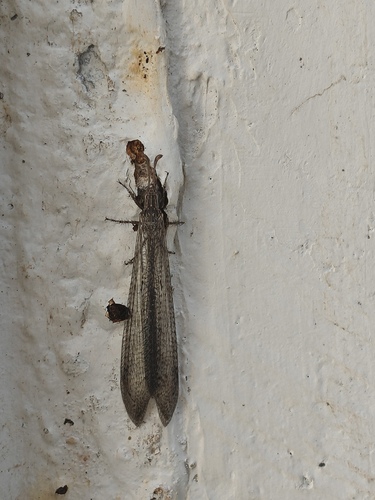 Ameromyia muralli