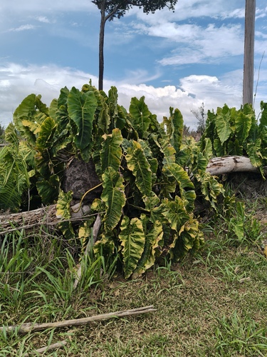 Philodendron maximum