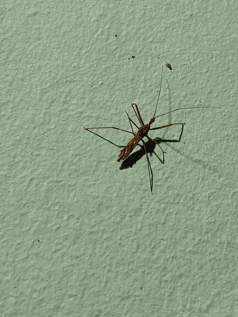 Loboplusius repandus