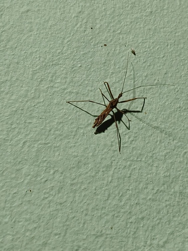 Loboplusius repandus