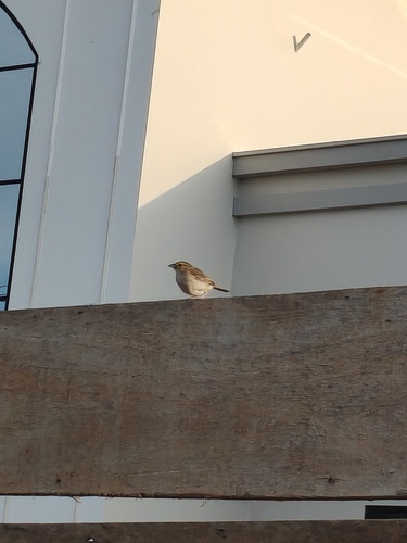 Yellow-browed Sparrow (Ammodramus aurifrons), photo 9
