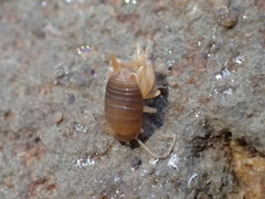 Myrmecophilus