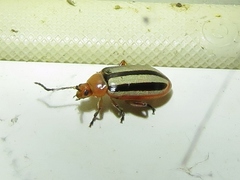 Disonycha leptolineata