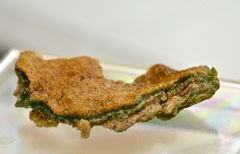 Schizothrix