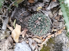 Mammillaria roseoalba