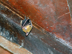 Cynopterus brachyotis