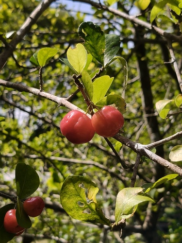 Malpighia emarginata