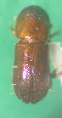 Xyleborus affinis