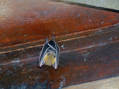 Cynopterus brachyotis