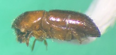 Xyleborus affinis