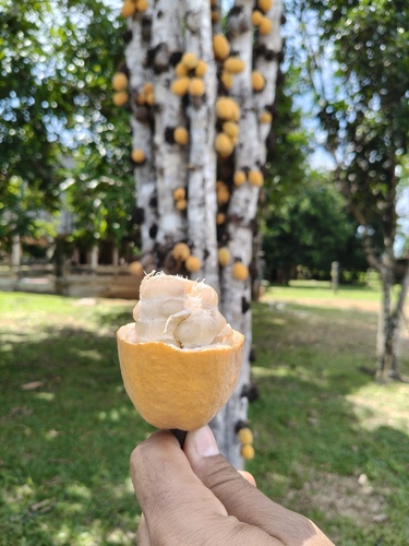Theobroma speciosum, photograph 4