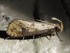 Acrolophus mortipennella