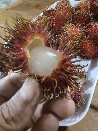Nephelium lappaceum