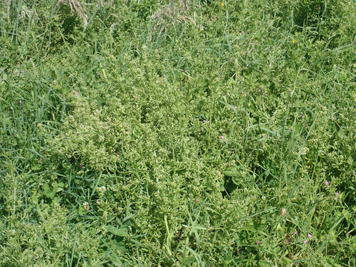 Galium gall mite, Chatham Islands, Rekohu (Chatham Island), Te Whanga, Pana | Blind Jim's toward Cattle Point, photo 5 of 10