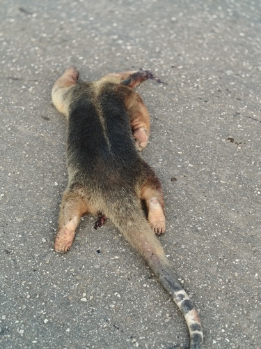 Tamandua tetradactyla nigra