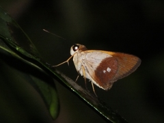Calpodes esperi