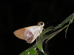 Calpodes esperi