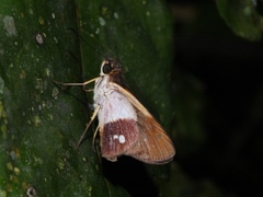Calpodes esperi