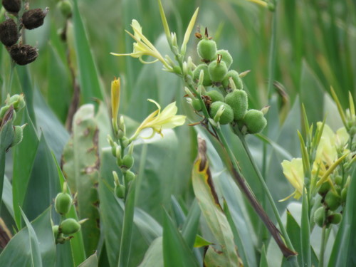 Canna glauca image