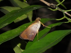 Calpodes triangularis