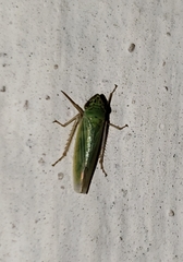 Syncharina argentina