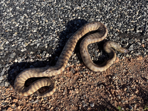 Woma Python sighting