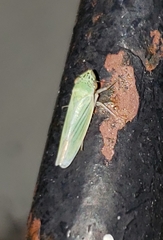 Syncharina argentina